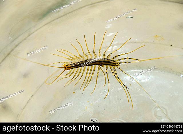 Millipede in the bank. The Flycatcher. Centipede flycatcher, insect predator