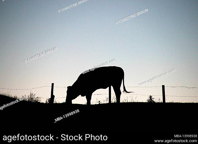 silhouette of a cow, hike to the summit of the kampenwand (1669 m) in the chiemgau, chiemgau alps, near aschau, upper bavaria, bavaria, southern germany