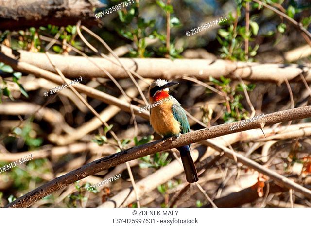 White Fronted Bee-eater (Merops bullockoides) on tree on the Zambezi river bank in Caprivi Namibia, Africa
