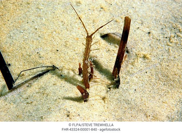 Isopod (Idotea linearis) adult, amongst eelgrass on sandy seabed, Studland Bay, Isle of Purbeck, Dorset, England, September