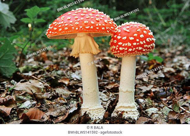 fly agaric Amanita muscaria, two fruiting bodies, Germany
