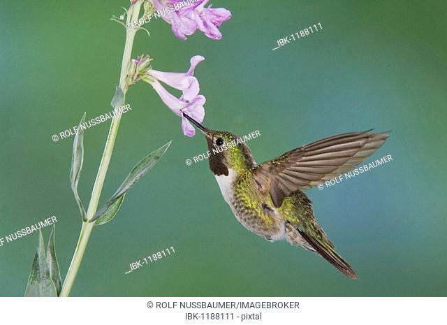 Broad-tailed Hummingbird (Selasphorus platycercus), male in flight feeding on Penstemon flower (Penstemon sp.), Rocky Mountain National Park, Colorado, USA
