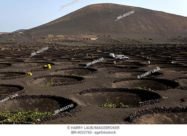 Typical vineyards in dry cultivation in volcanic ash, lava, vines, vineyard La Geria, vintage, Lanzarote, Canary Islands, Spain