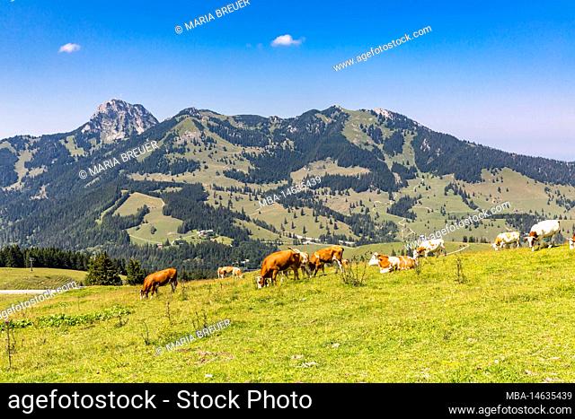 Cows on the mountain pasture, behind Wendelstein, 1838 m, Soinwand, 1756 m, Lacherspitze, 1724 m, Wildalpjoch, 1720 m, Oberes Sudelfeld, near Bayrischzell