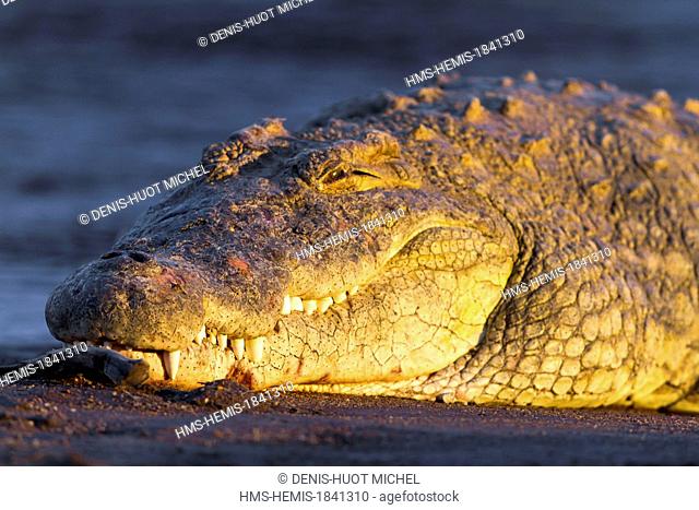 Kenya, Masai-Mara game reserve, Nile crocodile (Crocodylus niloticus), close-up at sunset