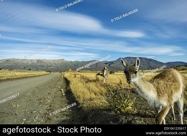 guanacos junto a una pista de ripio, Lama guanicoe, el Calafate, republica Argentina, Patagonia, cono sur, South America