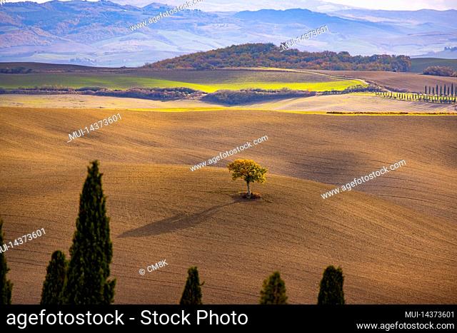 Typical rural fields and landscape in Tuscany Italy