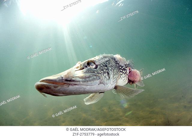Agonizing pike in a freshwater lake. Esox lucius