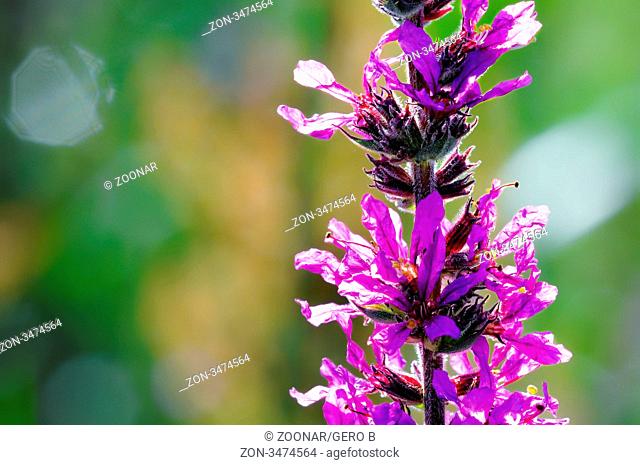 Blutweiderich Blüten, Purple loosestrife flowers