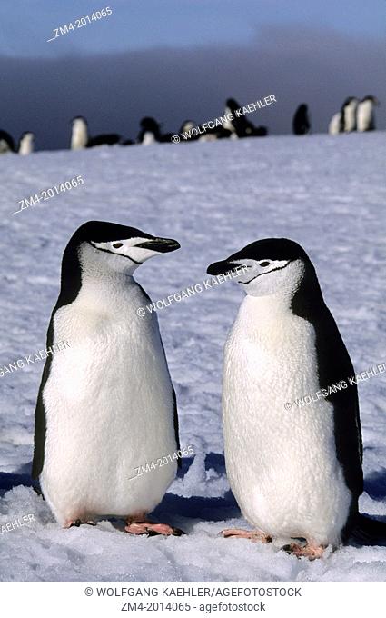 SOUTH SANDWICH ISLANDS, ZAVODOVSKI ISLAND, CHINSTRAP PENGUIN COUPLE AT NEST SITE COVERED WITH SNOW