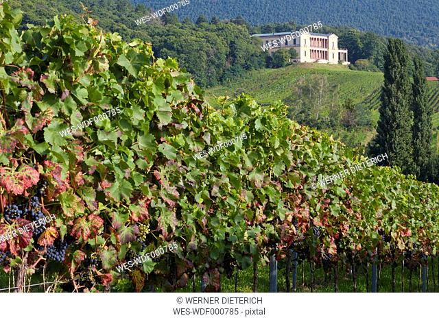 Germany, Rhineland-Palatinate, Palatinate, Villa LudwigshÂhe, View of vineyard