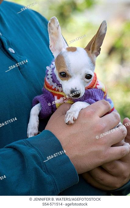 A man holds a two pound, six month old pet Chihuahua wearing a sweater and a Rose Quartz necklace.  canis familiaris