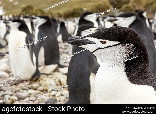 Chinstrap penguin on the coast of South georgia Island. (CTK Photo/Ondrej Zaruba)