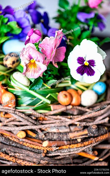 Easter holiday natural composition with boxwood, colored eggs and spring flowers like tricolor violas etc