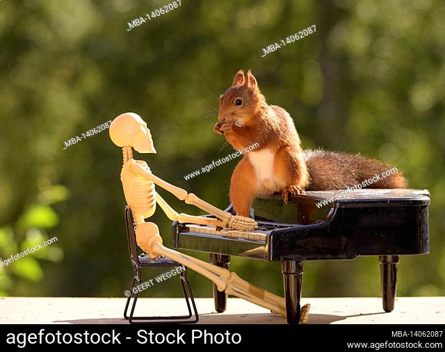 red squirrel on a piano with a skeleton behind it