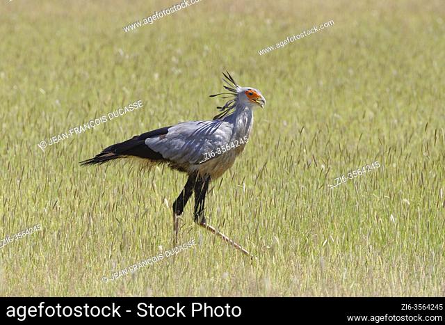 Secretary bird (Sagittarius serpentarius), adult, in high grass, searching for food, Kgalagadi Transfrontier Park, Northern Cape, South Africa, Africa