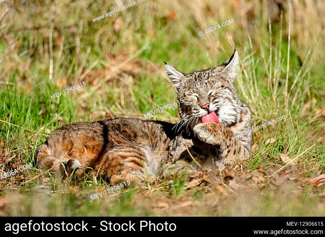 Wild Bobcat (Lynx rufus) in Central California's oak woodlands grooming paw. December. (Completely wild, non-captive cat.)