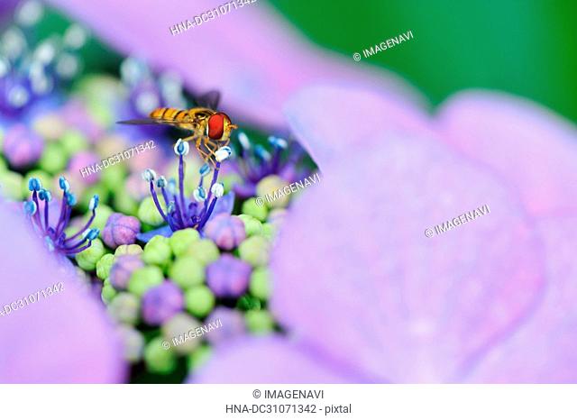 Syrphidae on hydrangea flower