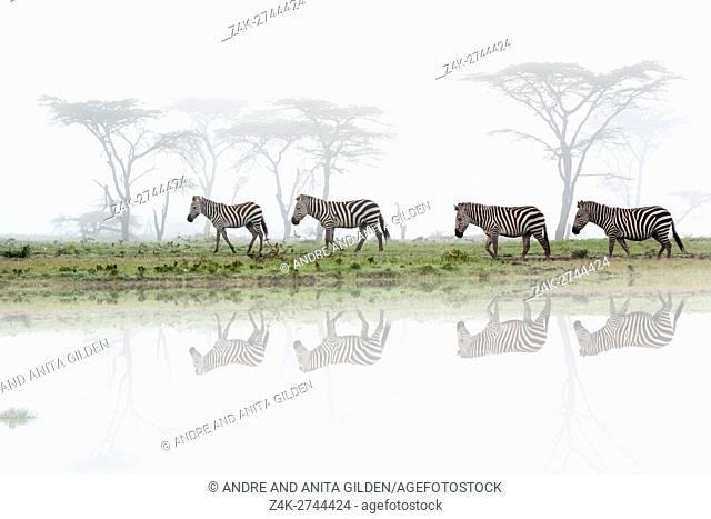 Common or plains zebra (Equus quagga) walking on savanna with fog and reflection, Maasai Mara National Reserve, Kenya