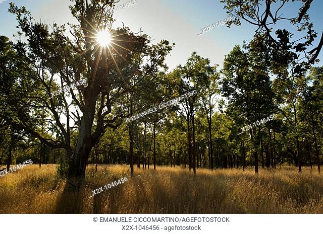 Eucalyptus in the rye, Tenterfield, New South Wales, Australia