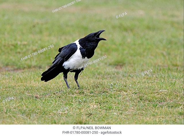 Pied Crow Corvus albus adult, calling, standing on grass, Kenya, october