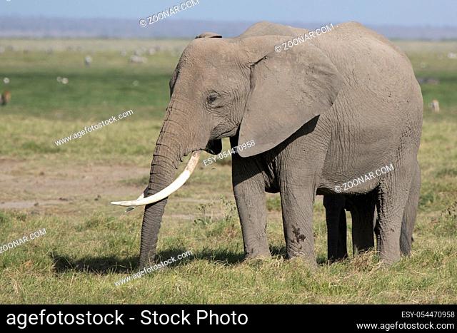 female African elephant with long tusks feeding in the savannah a sunny day
