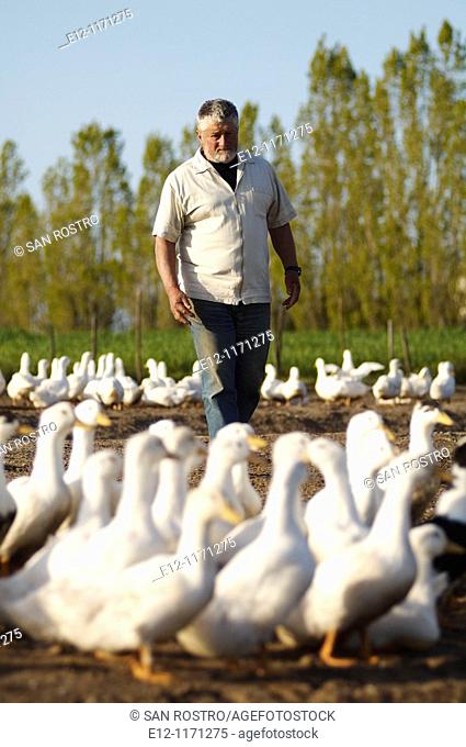 France, Vendée, Challans, duck blood, 'canard Challandais' brand, ducks of producer Gérard Huguet, white ducks are mainly 'pekin' brand