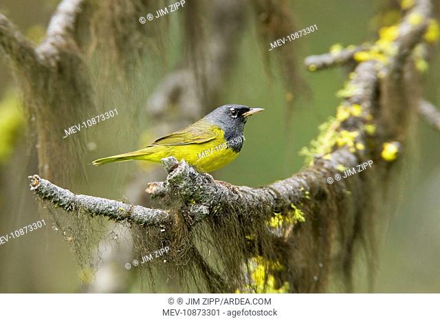 MacGillivray's Warbler, Adult male (Oporornis tolmiei.). Washington in July, USA