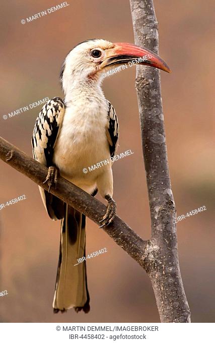 Northern red-billed hornbill (Tockus erythrorhynchus) on tree, Samburu National Reserve, Kenya