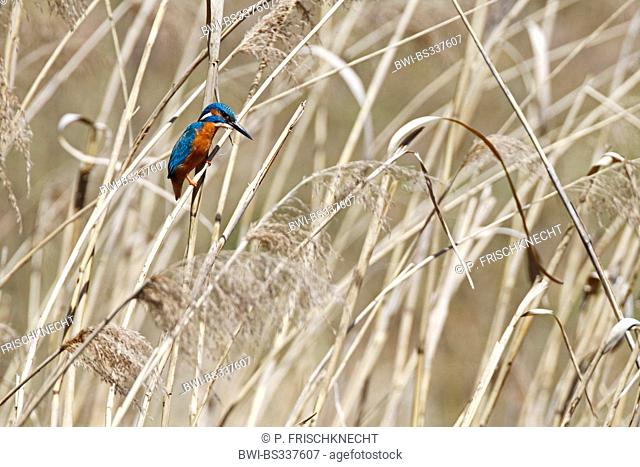 river kingfisher (Alcedo atthis), male on reed, Switzerland