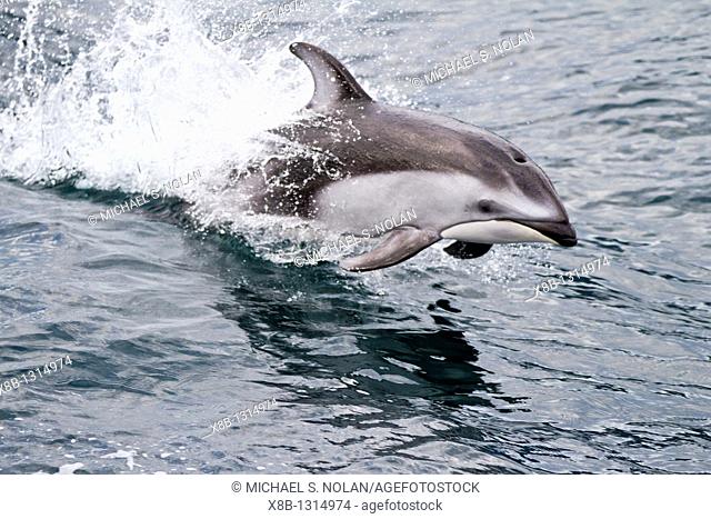 A pod of Pacific white-sided dolphins Lagenorhynchus obliquidens leaping and bow-riding the National Geographic Sea Bird in Johnstone Strait, British Columbia