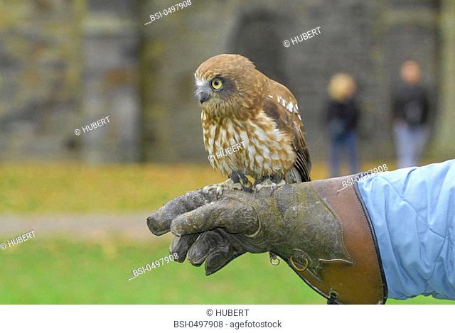 Owl perched on the hand of a person