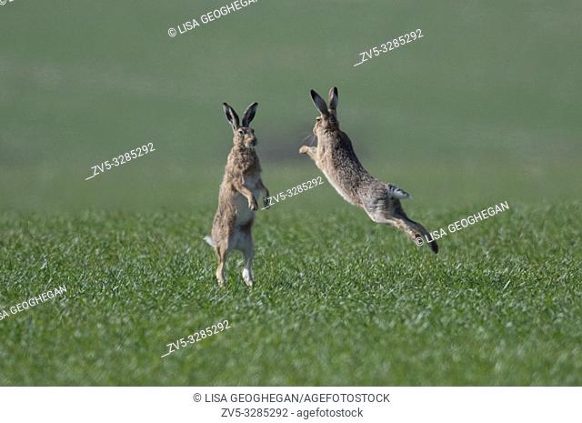 European Brown Hares- Lepus europaeus box. Spring. Uk