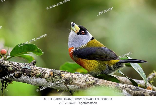 Toucan Barbet (Semnornis ramphastinus). El Queremal, Valle del Cauca