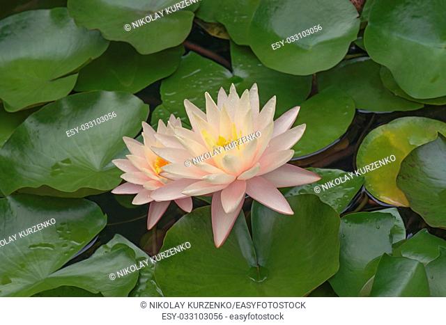 Hybrid water lily (Nymphaea x hybrid)