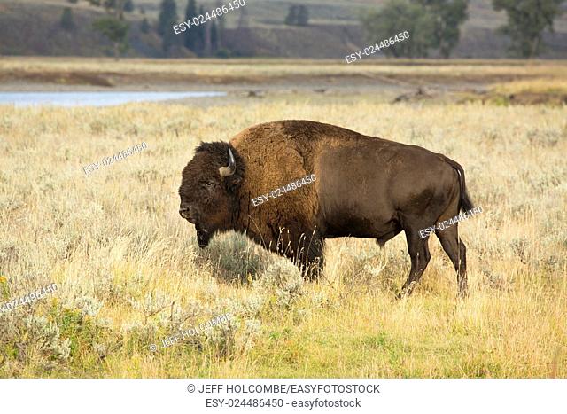 Single large male bison, side view, grazing among grasses in the plains of the Lamar Valley, with the Lamar River in the background, Yellowstone National Park