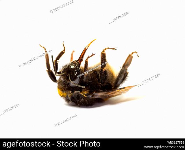 Dead bumblebee lying on her back isolated on white background. Insect death and environmentel protection concept