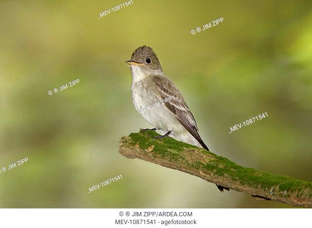 Eastern Wood Pewee (Contopus virens). Connecticut USA - June