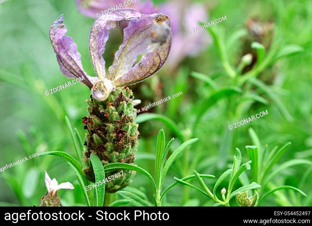 Close up of Butterfly lavender with green background
