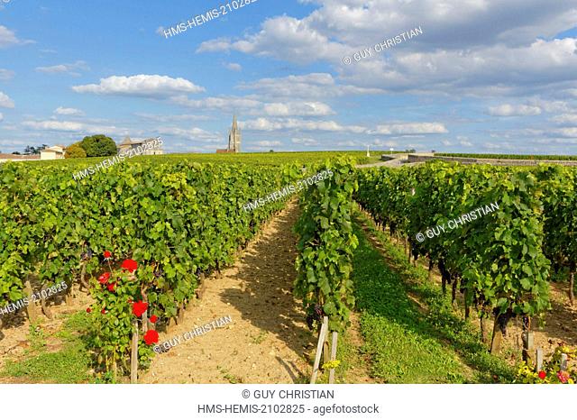 France, Gironde, Saint Emilion, listed as World Heritage by UNESCO, Bordeaux vineyard, vineyard of Chateau Canon, Premier Grand Cru Classe B (Classification of...