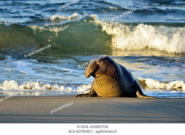 Northern elephant seal (Mirounga angustirostris) Male/bull near surf line on beach, San Simeon, Piedras Blancas Rookery, California, USA