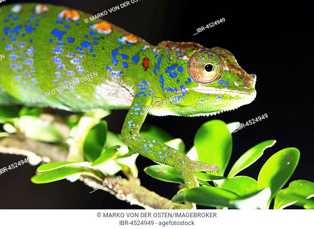 Labord's chameleon (Furcifer labordi), Female, Kirindy National Park, Madagascar