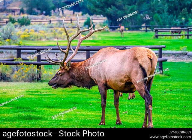 It is the Elk rut season of the year in Mammoth Hot Springs Area of Yellowstone