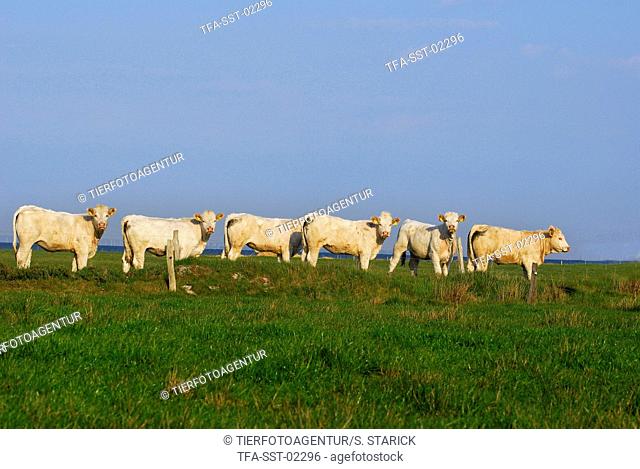 herd of cows