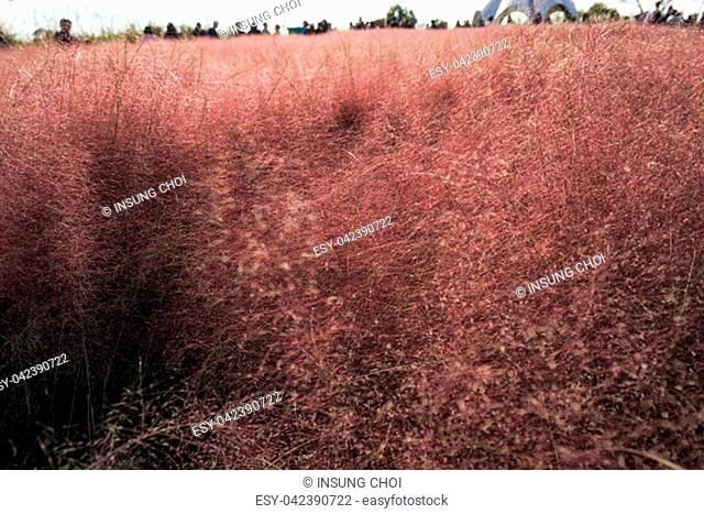 Pink muhly grass blooming in autumn season in seoul haneul park in mapo district, seoul, south korea