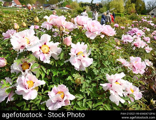 21 May 2021, Saxony-Anhalt, Nauendorf: In Steffen Schulze's peony nursery, visitors walk along behind pink-flowering peonies