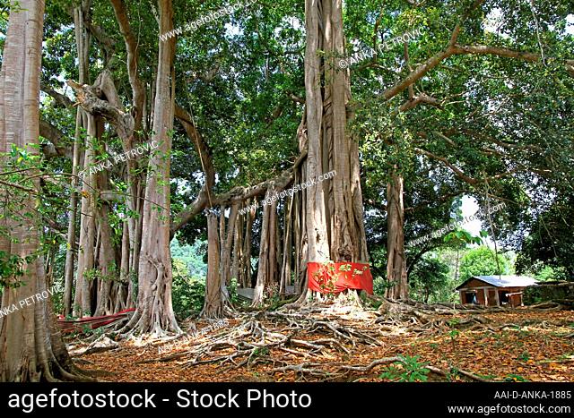 Sacred banyan tree in banyan forest, (Ficus Urostigma), Andoany/Hell-Ville City, Nosy Be, Madagascar