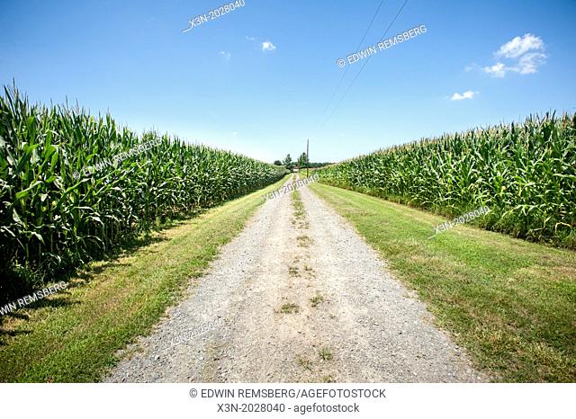 Gravel road between corn fields