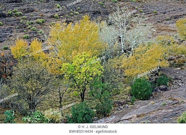autumn groove in a valley, Morocco, Souss-Massa-Dara?, Djebel Sarhro