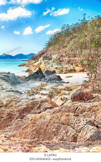 in australia the beach of whitsunday island the tree and the rocks